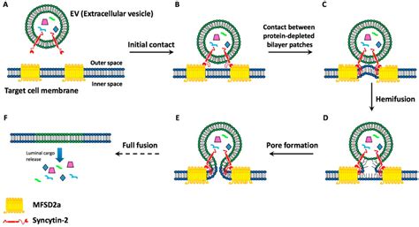 biotechniques 2016 prada|Binding and Fusion of Extracellular Vesicles to the Plasma .